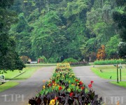 Kunjungan Putri Astrid dari Kerajaan Belgia ke Kebun Raya Bogor LIPI